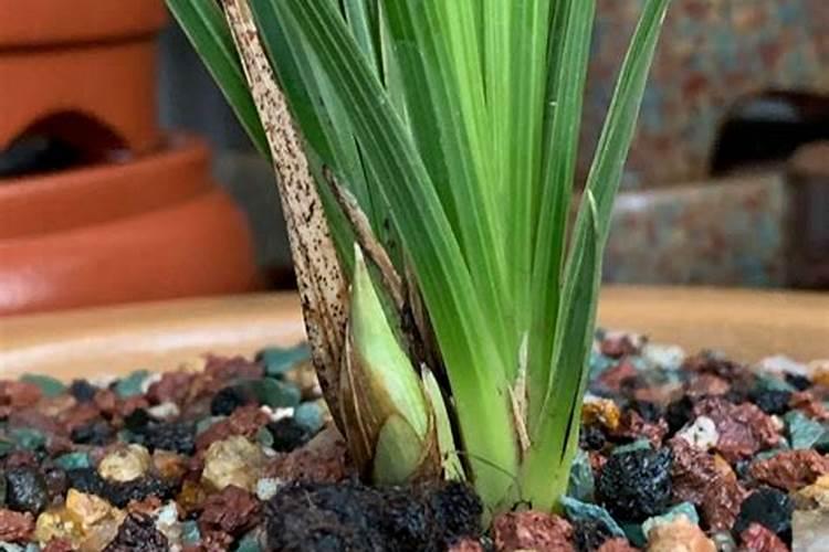 兰花营养土可以种多肉植物吗？