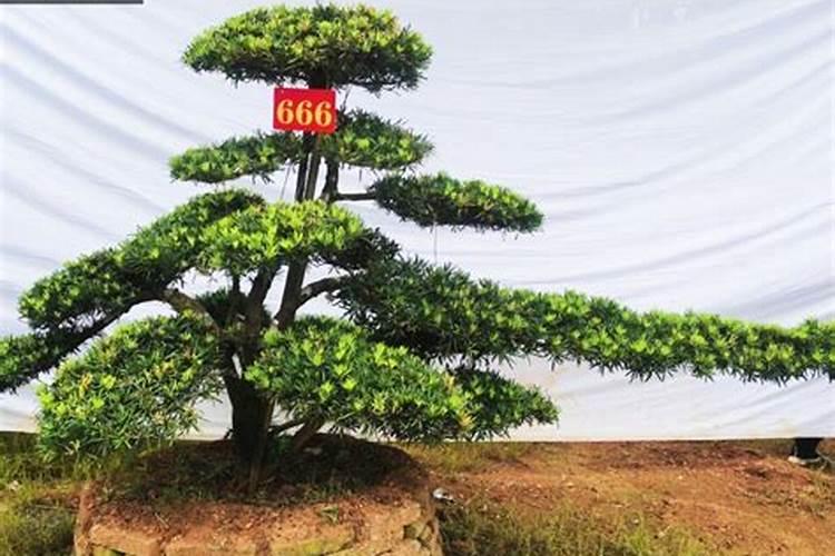 苹果高桩和矮桩哪个好