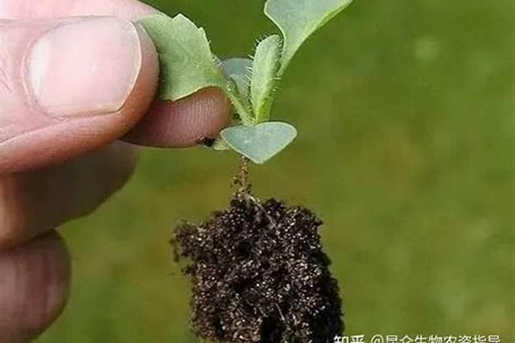 水溶肥与复合肥可否混合使用吗