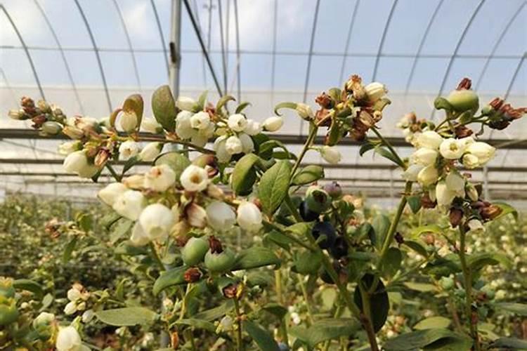 蓝莓开花结果期施什么肥好