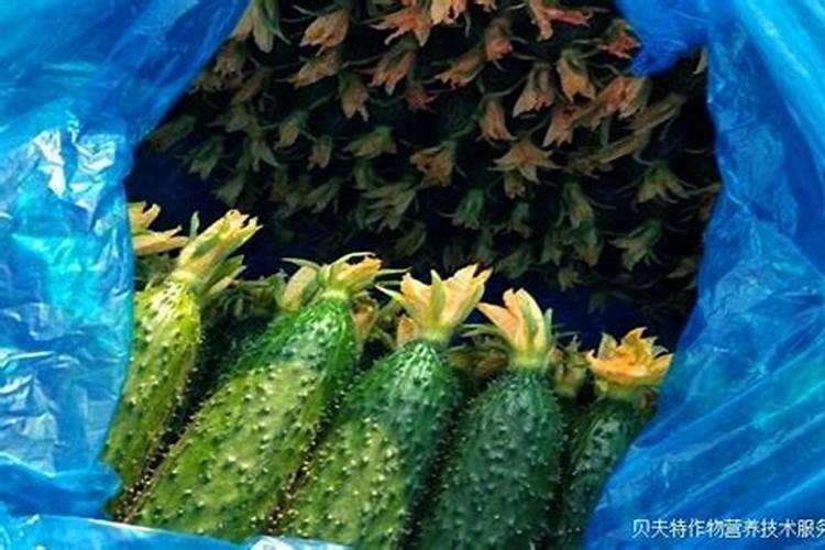 黄瓜怎么喷叶面肥好？几天一次,有没有这款肥料的施肥用量