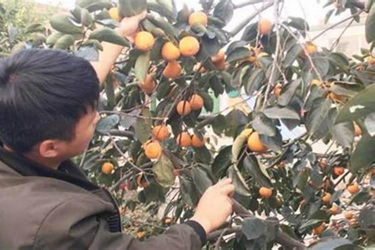 黄腐酸的作用是什么.黄腐酸的功能是什么