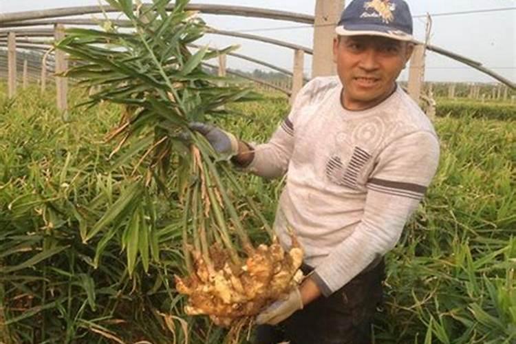 硼砂怎么做简单