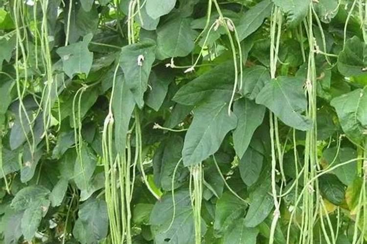 豇豆的高产施肥方法