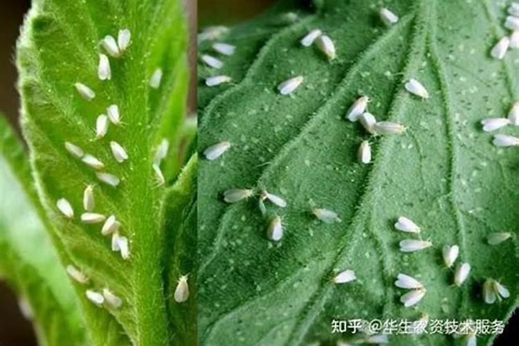 水稻白粉虱防治方法