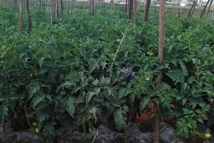 西红柿最忌讳的肥料是什么？西红柿正确的施肥方法,一定要掌握好百度...