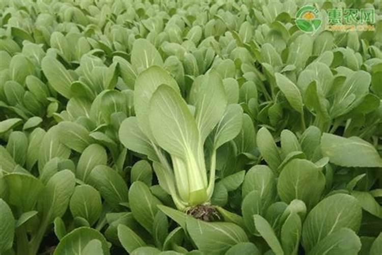 油菜开春后需不需要施肥