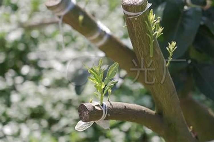 枣树今年刚嫁接现在开始萌芽15月下旬上什么肥料