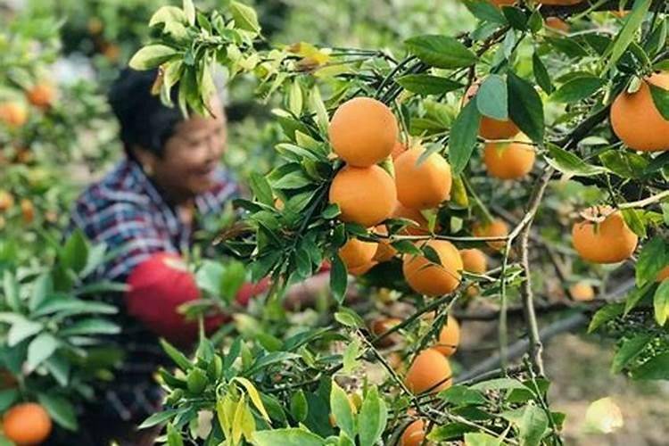 ...可以浇水溶肥吗,还是要等下次浇水时再选择不浇水直接浇水溶肥...