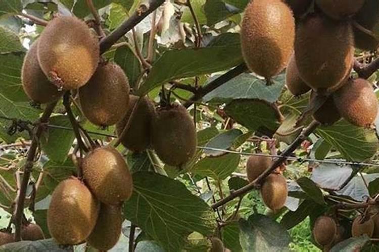 花生施什么肥才能高产,什么时候施肥好