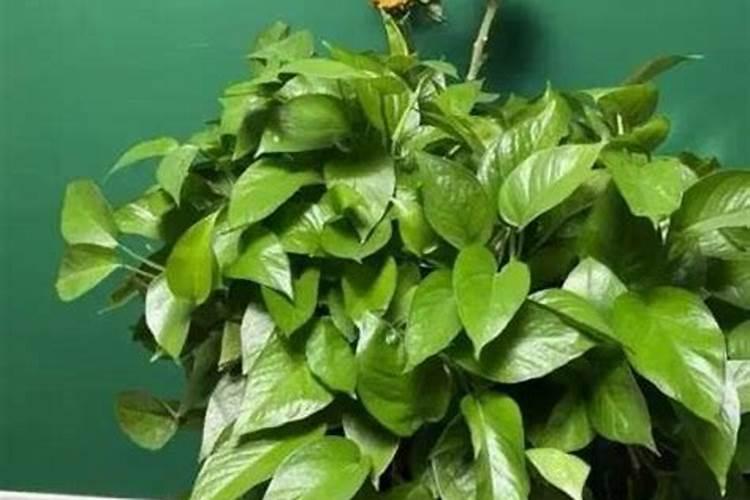 野棉花的栽培技术