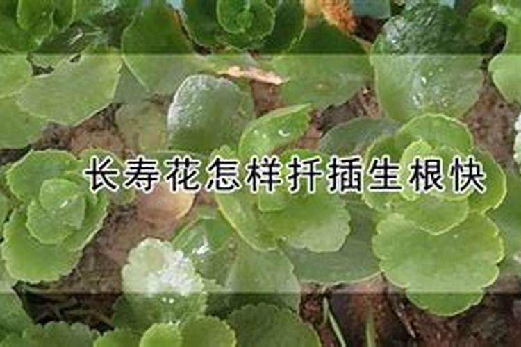 长寿花叶插只生根不发芽怎么办
