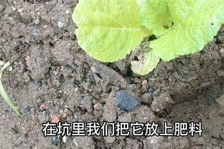 植物施用硒肥有哪几种方式及优缺点
