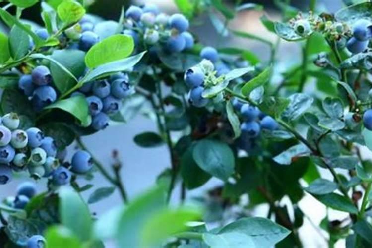 卡施特冲施肥能不能冲蓝莓