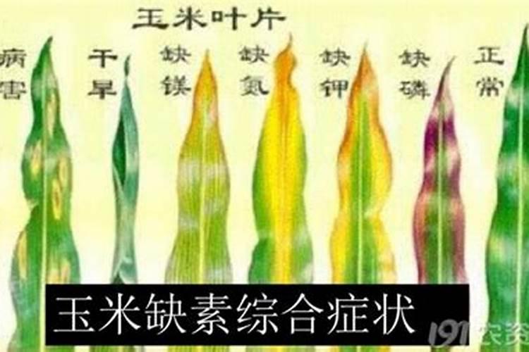 植物缺少氮磷钾分别会出现哪些症状？