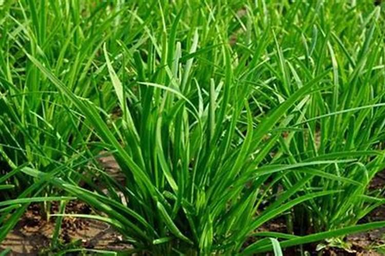 自家种韭菜需要什么肥料(种植韭菜施什么肥长得肥)