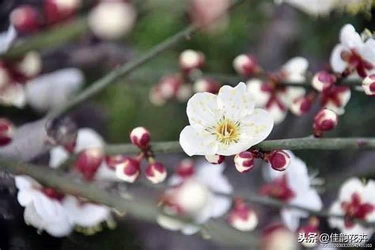 梅花施肥时间和方法