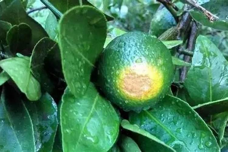 氟节胺柑橘上使用方法