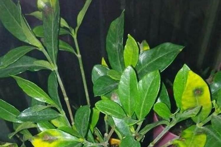 如何在户外种植金银花？