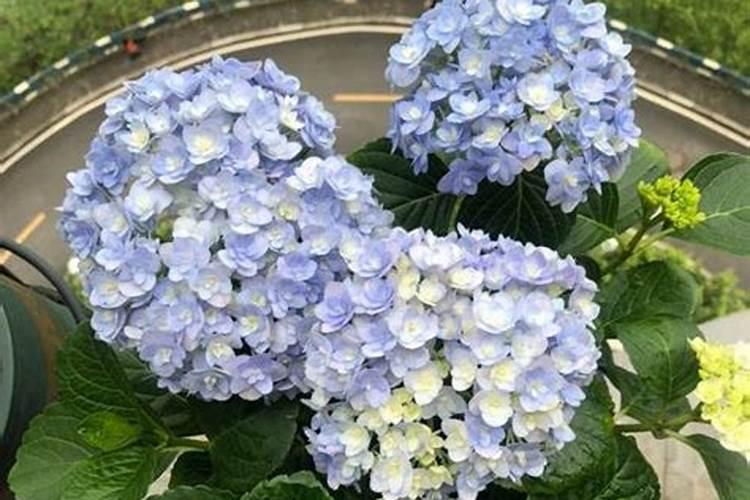 怎么能养好绣球花阳台哦？