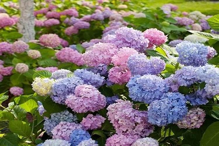 绣球花好养活吗