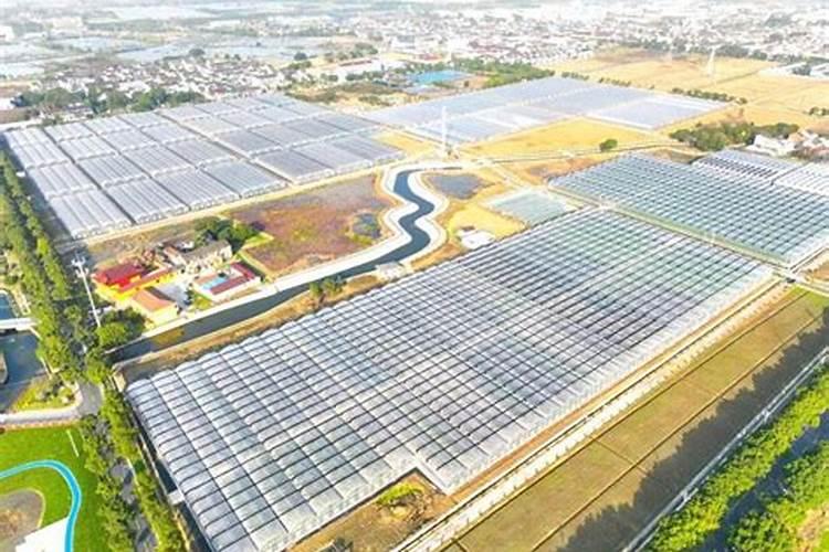 蔬菜叶面肥木醋液市场