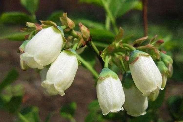 蓝莓树如何施肥