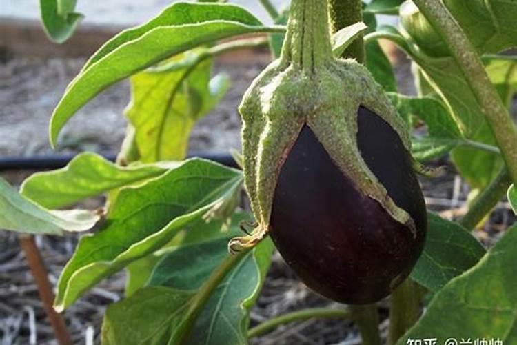 茄子的功效与作用 茄子的营养价值