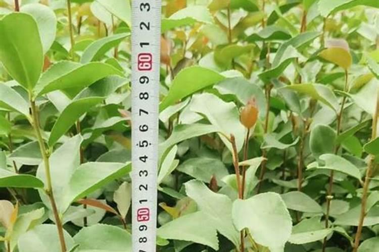 草皮如何施肥