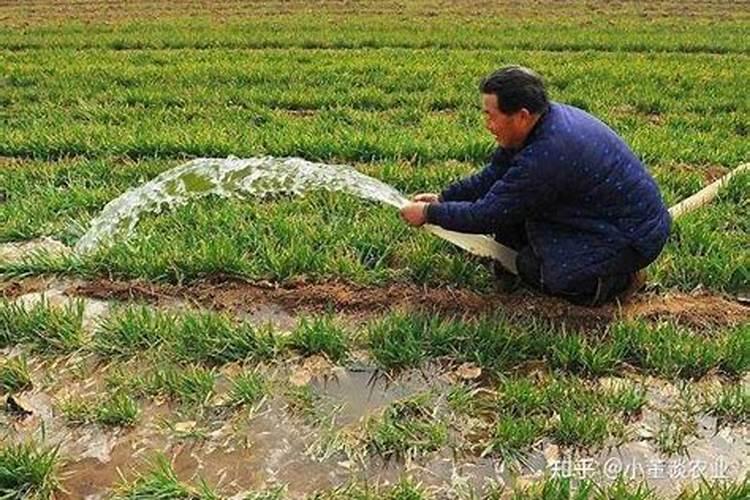 小麦浇冻水需要使用尿素吗,适合在什么时间为宜