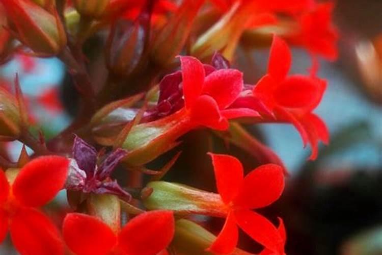 长寿花,除了关进小黑屋促花,还有多加这2步,长寿花砰砰长,是真的吗？