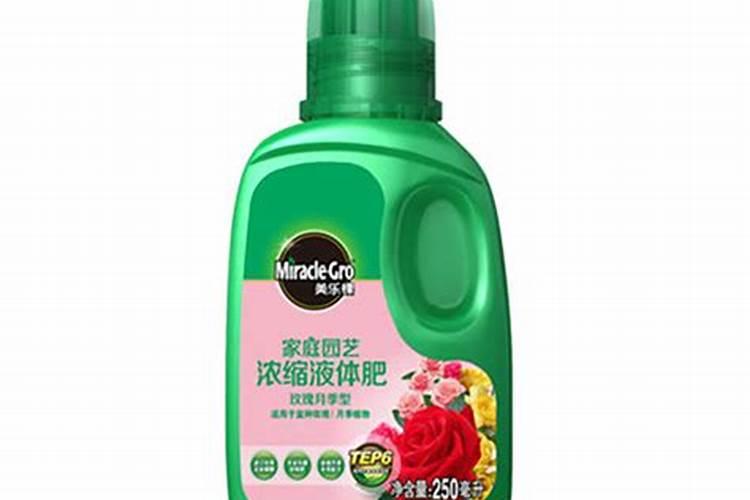 月季白粉病怎么治