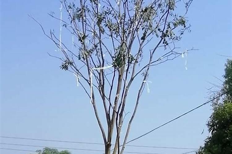 枙子花白粉病怎么冶？