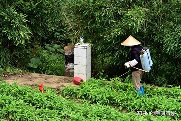 硼肥与什么叶面肥复配效果好？