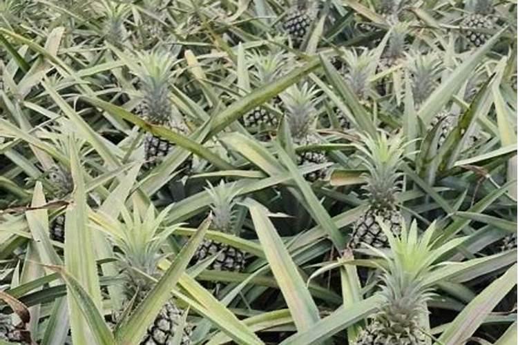 红菠萝种植方法和注意事项