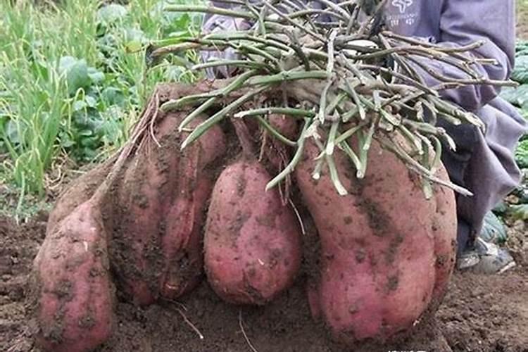 地瓜怎么种植方法如下