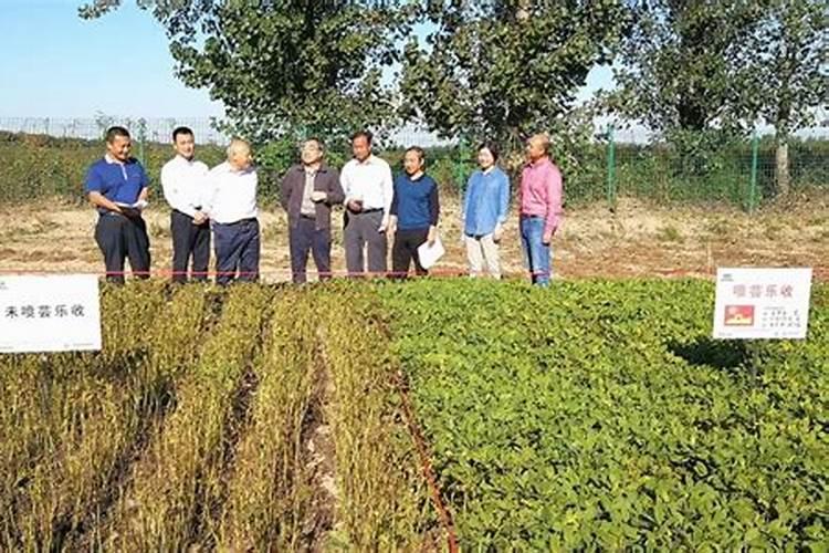 花生什么时候打芸苔素 如何使用才能提高产量