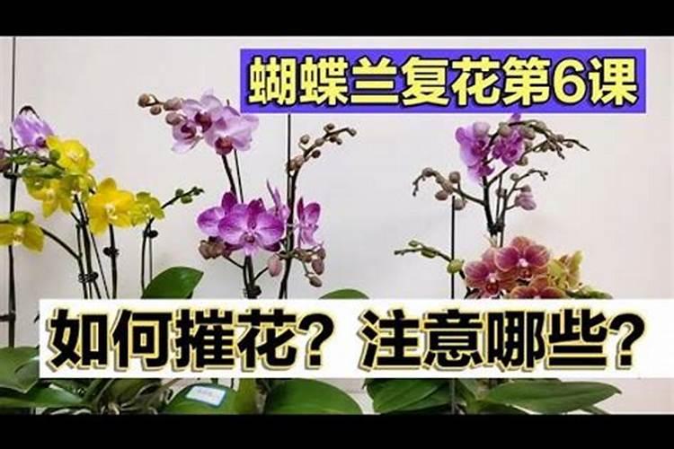 蝴蝶兰一年开几次花 蝴蝶兰每年能开几次花呢