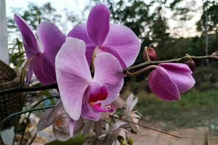 现在要给蝴蝶兰施什么肥促花茎生长？