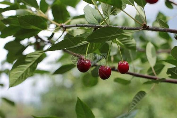 大樱桃栽后多久施肥好 何时给大樱桃施肥最合适