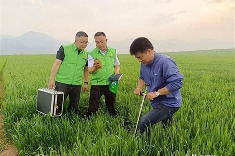 什么是专用肥并列举了哪些作物适用？