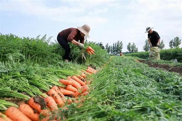 白萝卜应如何施肥 白萝卜的施肥方法