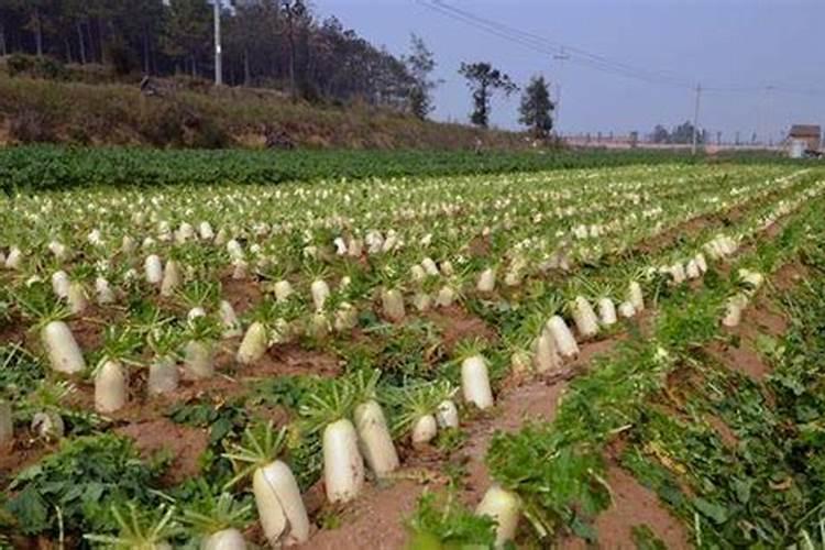 北方山胡萝卜用什么肥料