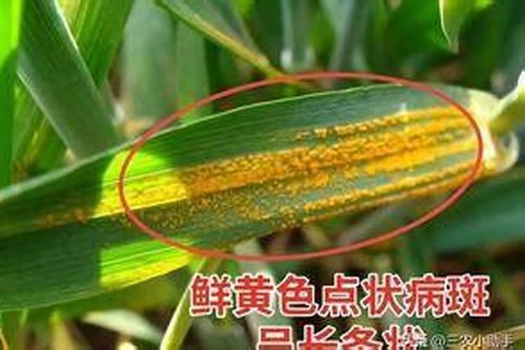防治小麦白粉病锈病最特效的药是？啥时候打最好？