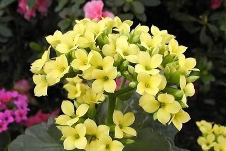 磷肥可以兑水浇花吗 磷肥对花卉的作用是什么