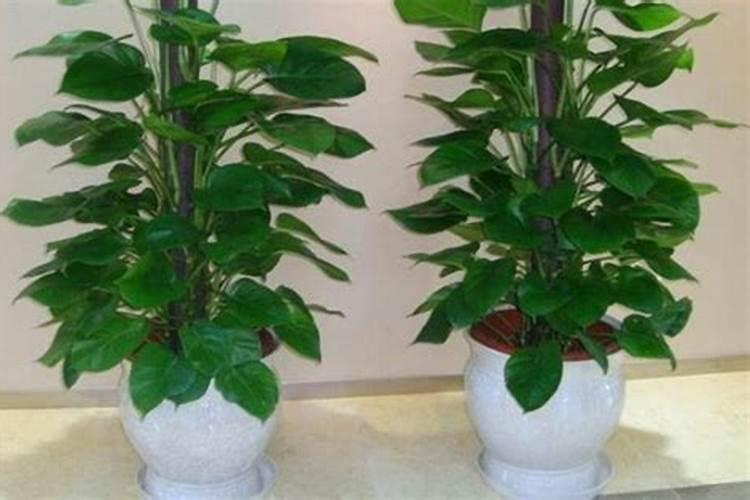 如何给雏菊施肥与浇水？