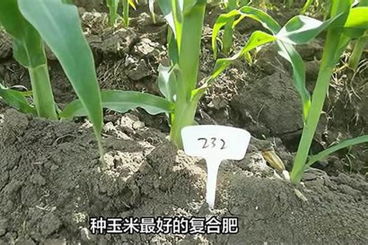 玉米基肥使用哪种专用复合肥好