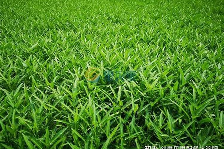 水溶肥十大名牌,摩力水溶肥效果极好