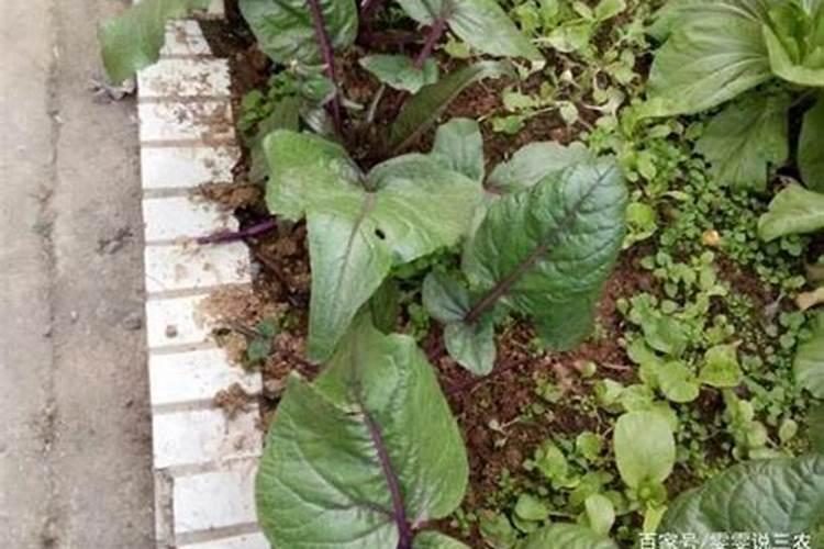 红菜苔能使用芸苔素内酯吗？