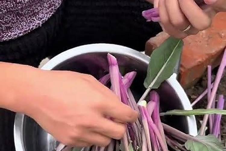 红菜苔叶子很大要不要摘掉